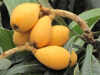 枇杷怎麼挑？3大品種與營養，加碼「優雅剝皮」不沾手技巧