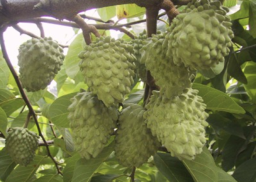 鳳梨釋迦增免疫力！挑甜又營養的方法＋2類人要注意