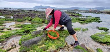 東北角青海菜正當季 入口即化味道鮮美