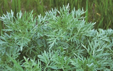 艾草可內服外用 有效抗菌淨化空間