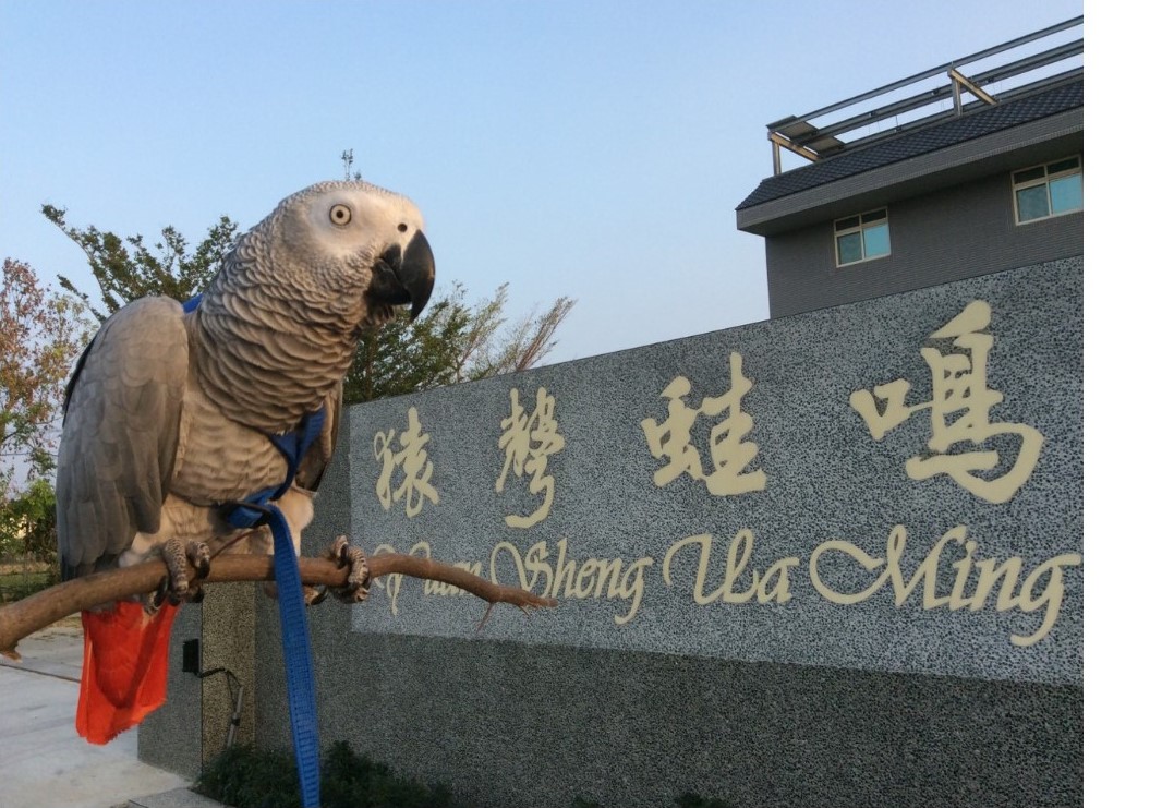 猿聲蛙鳴鄉村蔬食餐館